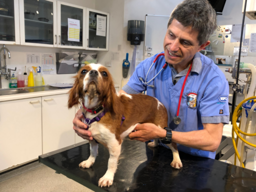 Our Veterinary Team