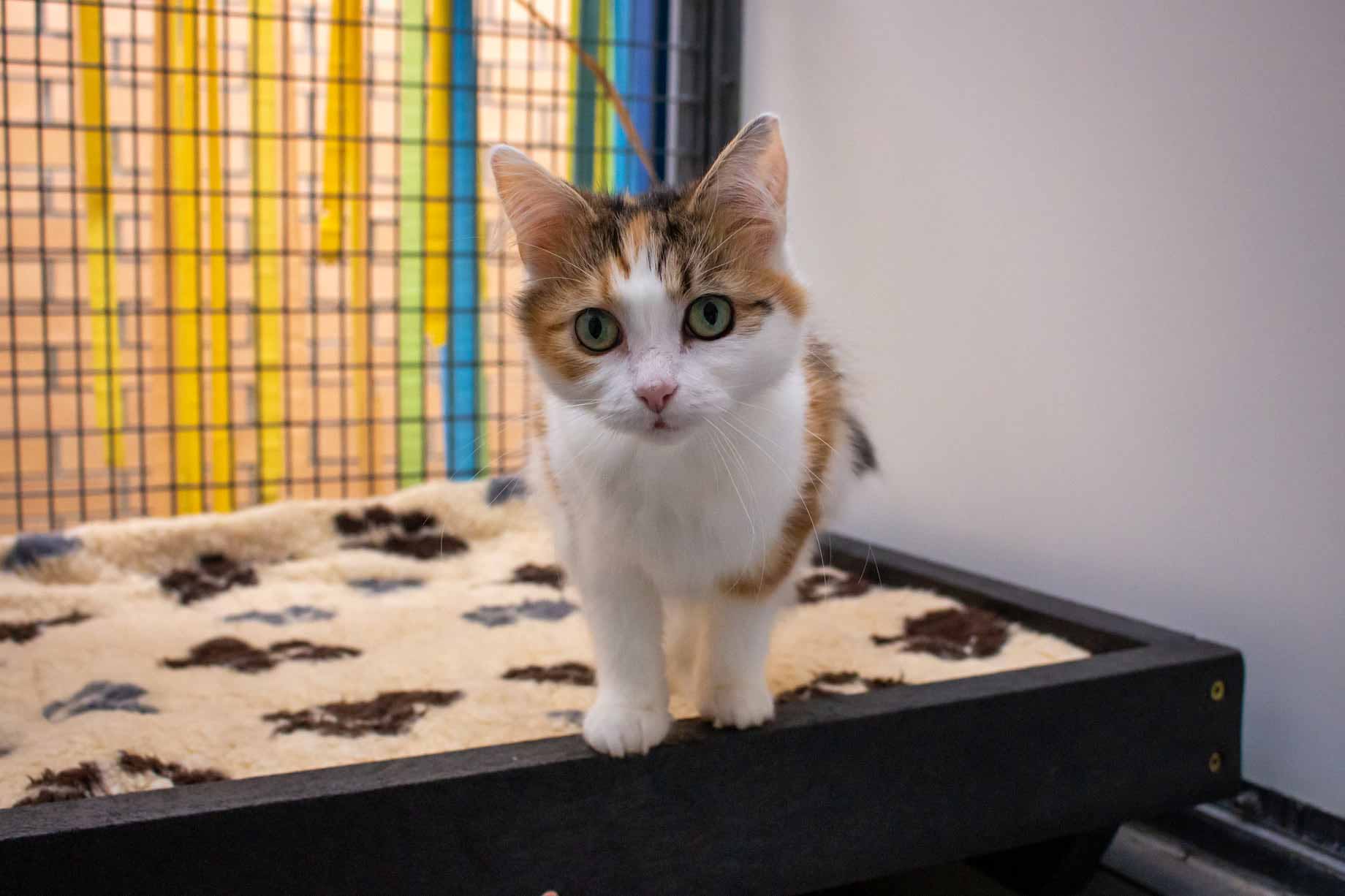 Sponsor an animal