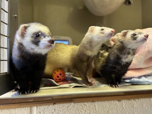 Sponsor a small animal pod