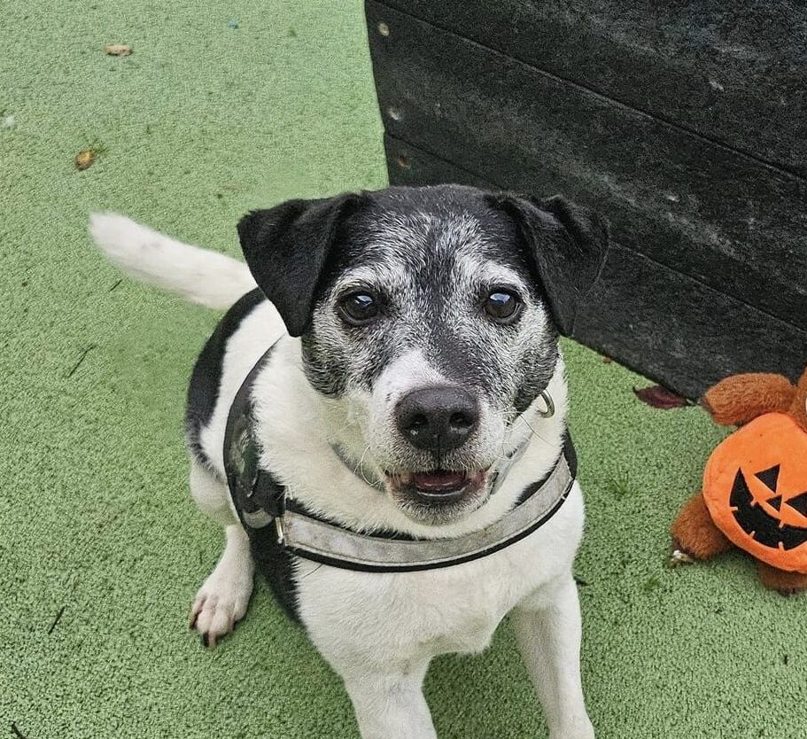 Paws for thought: Benefits of adopting an elderly pet