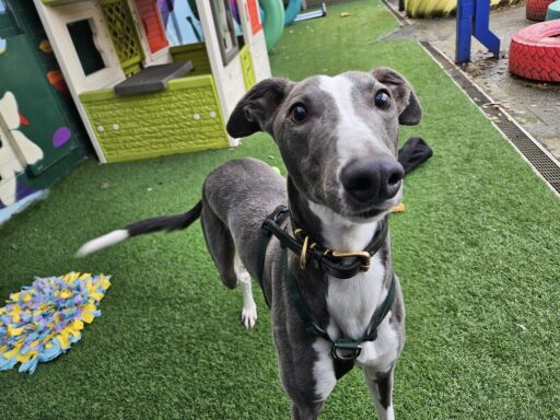 Sponsor a dog kennel