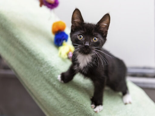 Sponsor a cat cabin