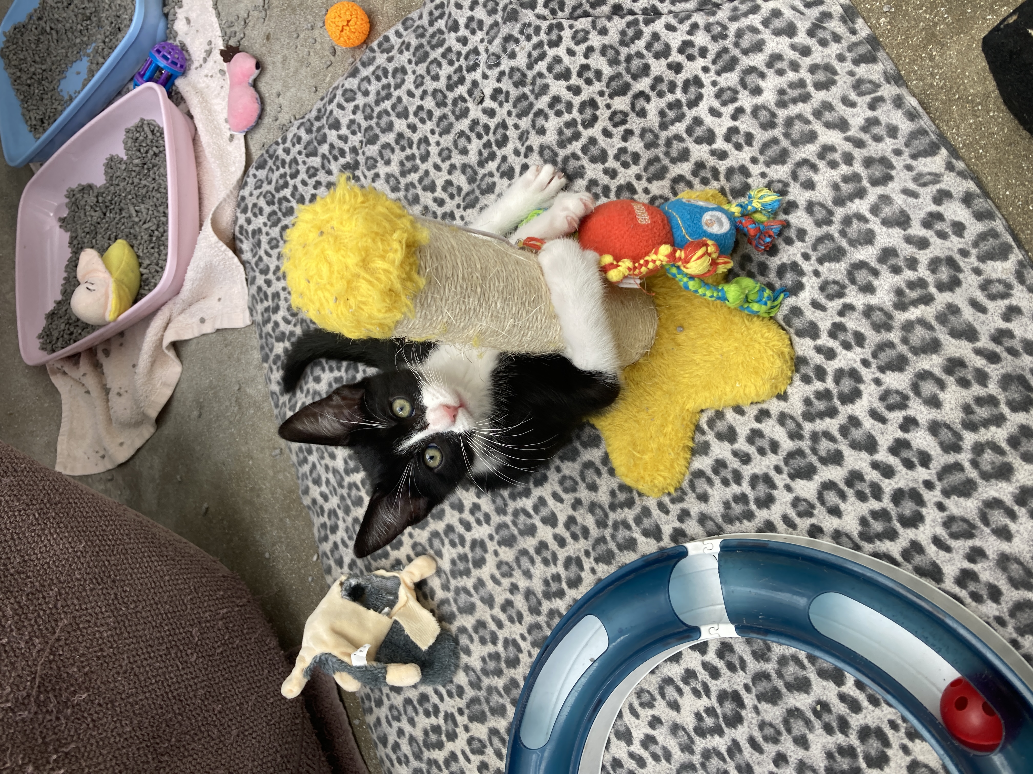 Kitten supported by donations