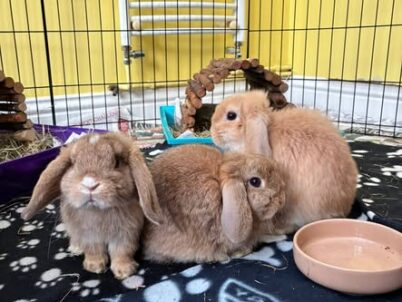 To, Be and Confirmed