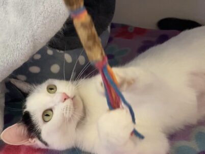 Sleep Paralysis Demon