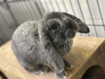 Bibbidi Bobbidi Bailiffs