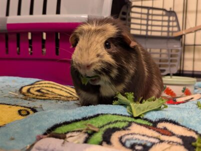 Unexpected Item in Bagging Area