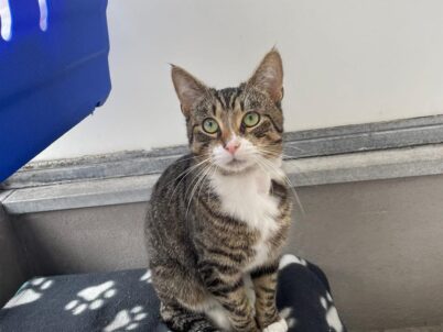 Screaming Into The Void