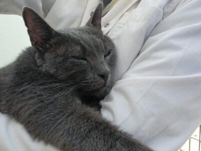 Sheba