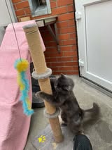 Dora
