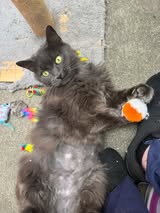 Dora