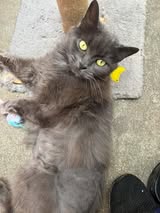Dora