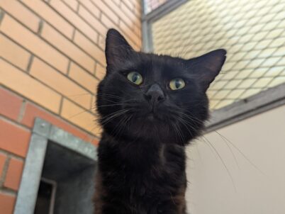 Benji