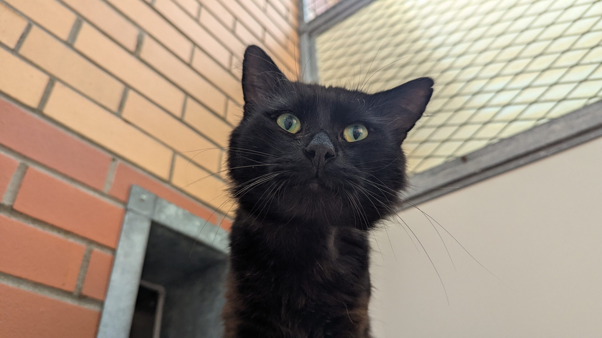 Benji