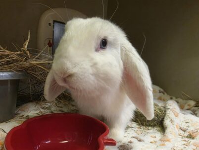Wilbur