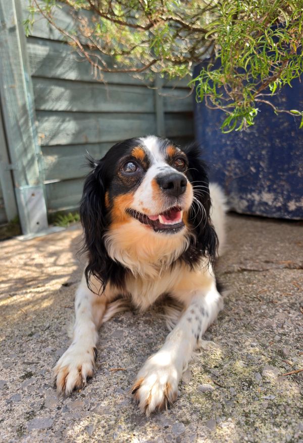 Daisy