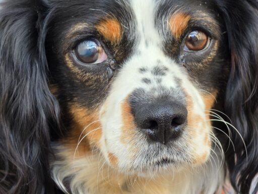 Daisy