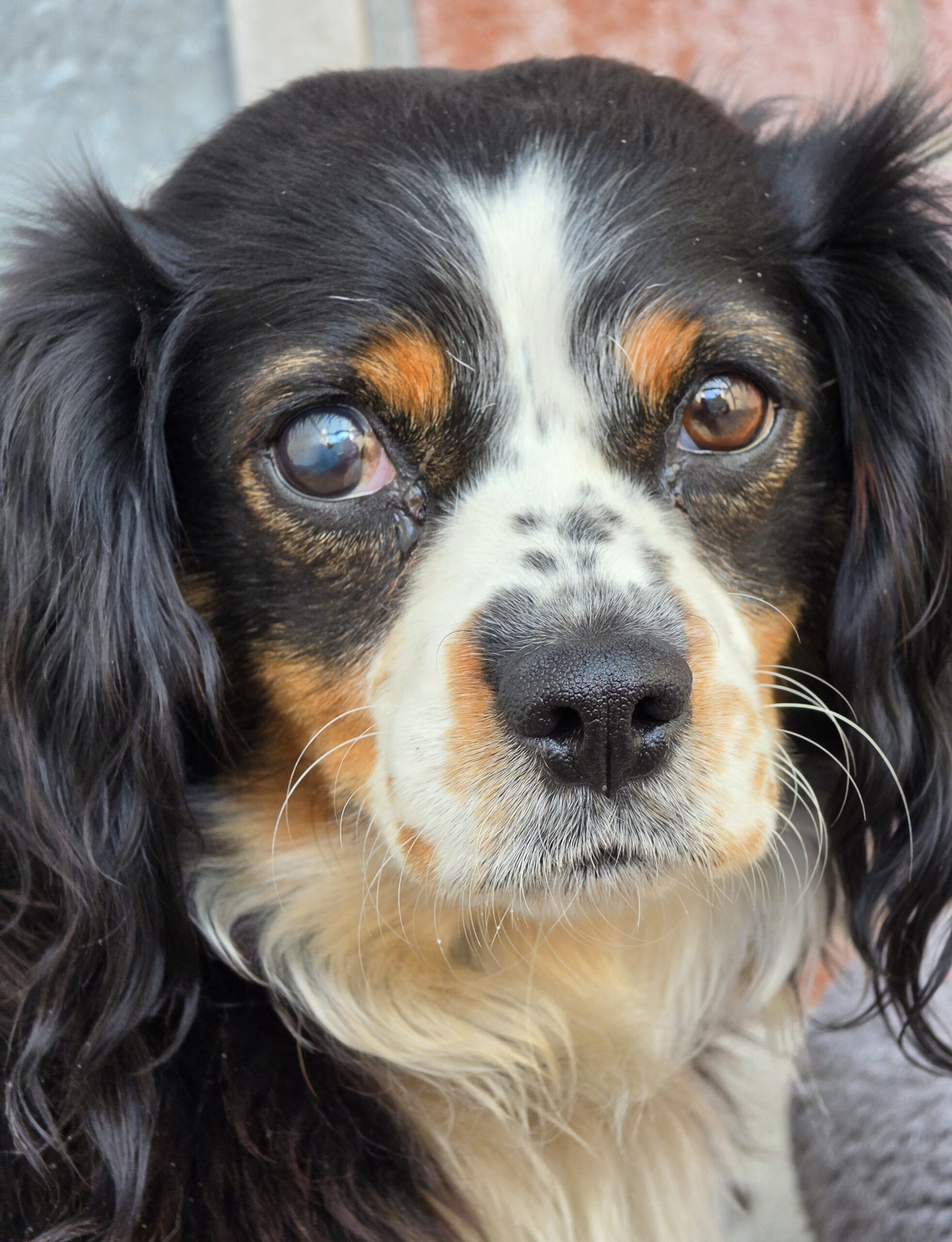 Daisy