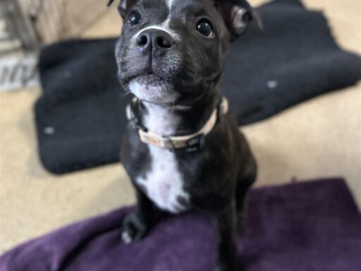 Dolly