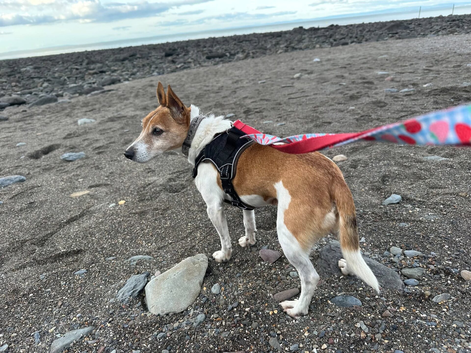 Rocky, a 13 years old male Jack Russell Terrier X available for adoption from Bristol A.R.C in Bristol