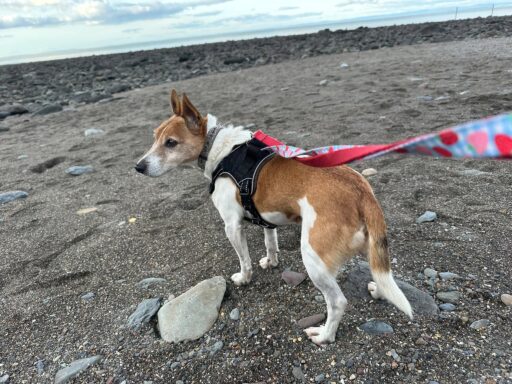 Rocky