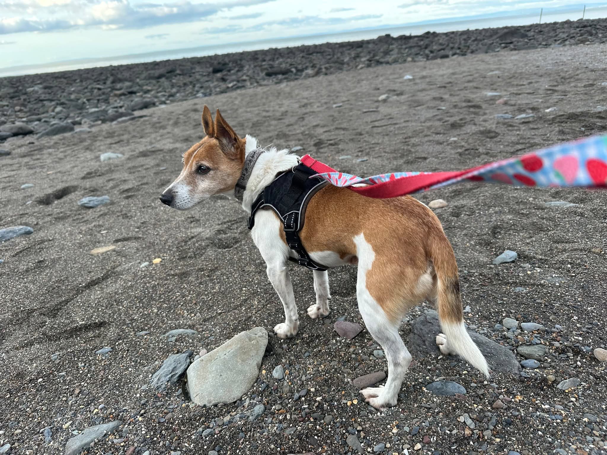 Rocky