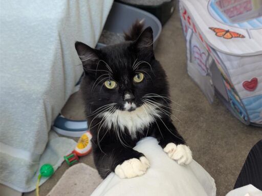 Sylvester