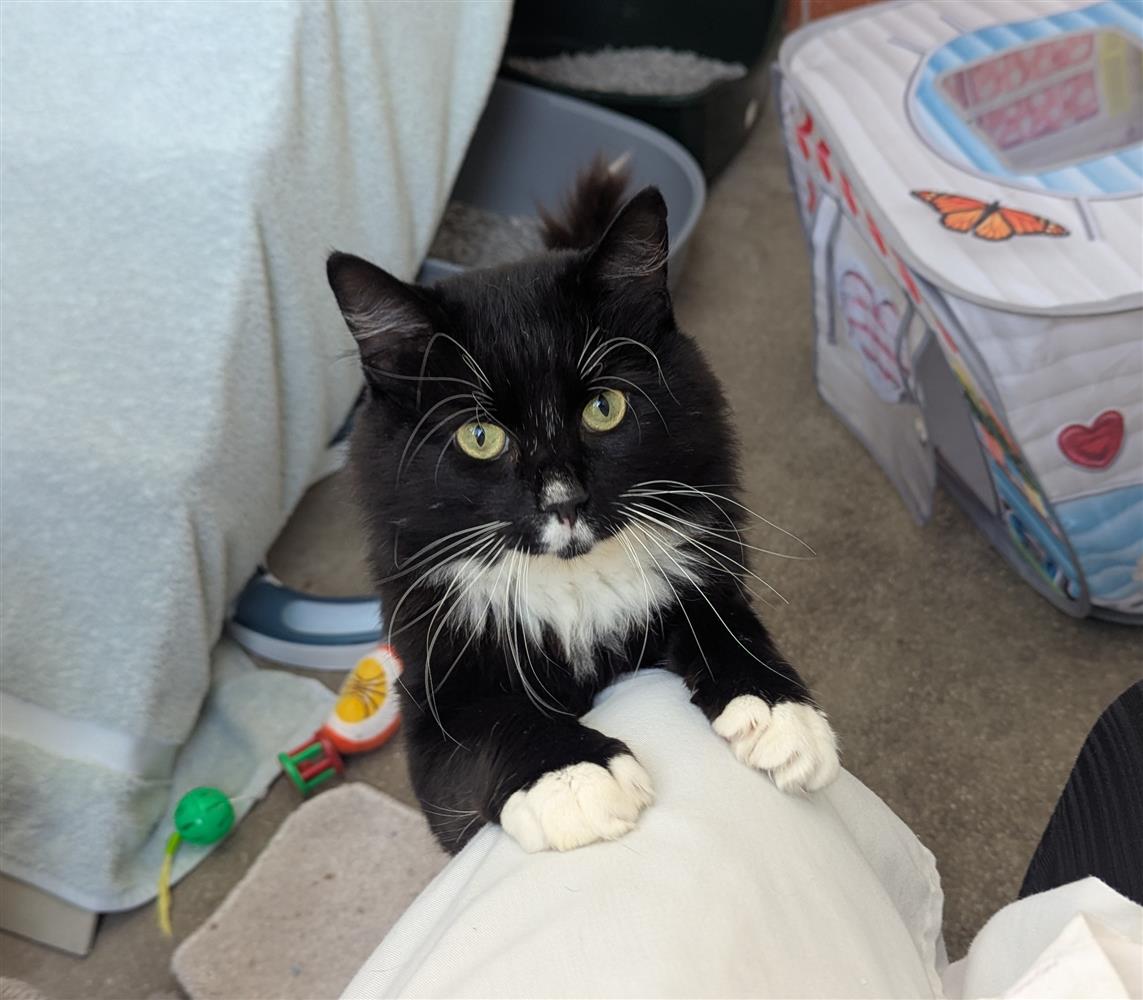 Sylvester