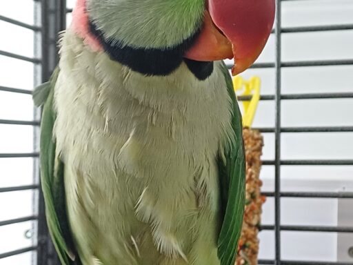 Tony