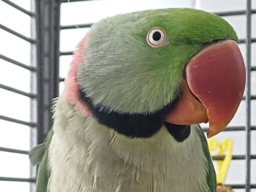 Tony
