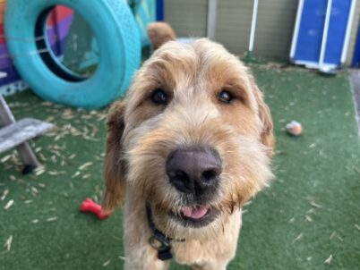 Sammy