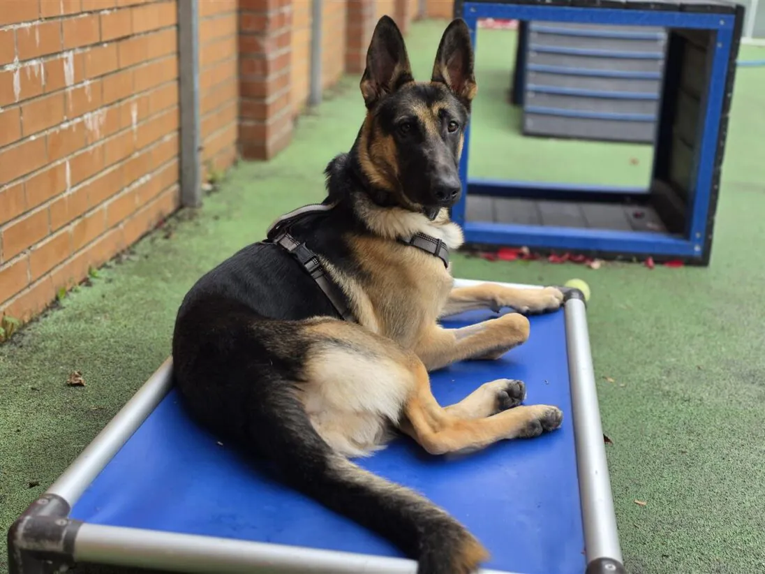 Branston, a 1 year old male German Shepherd available for adoption from Bristol A.R.C in Bristol