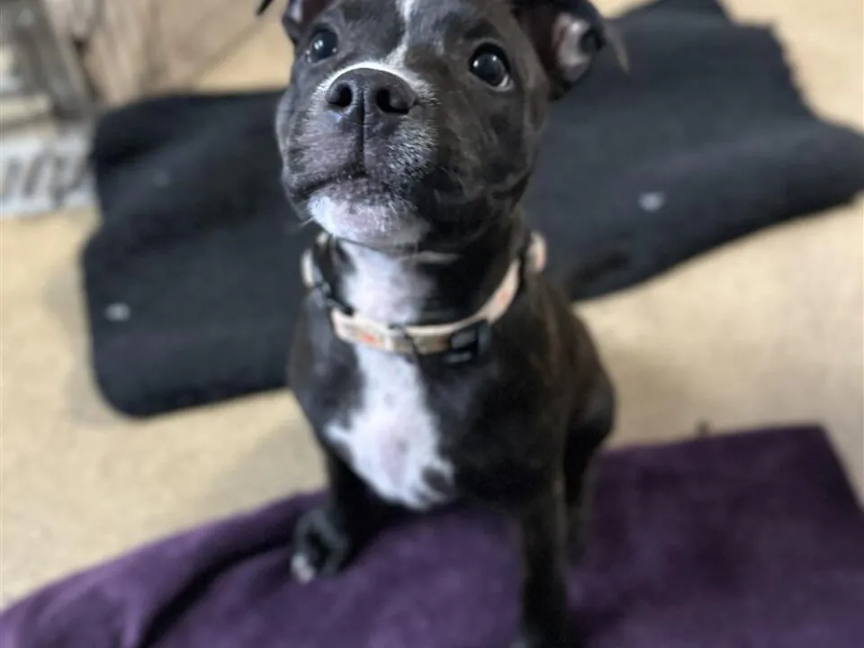 Dolly, a 5 months old female Staffordshire Bull Terrier available for adoption from Bristol A.R.C in Bristol