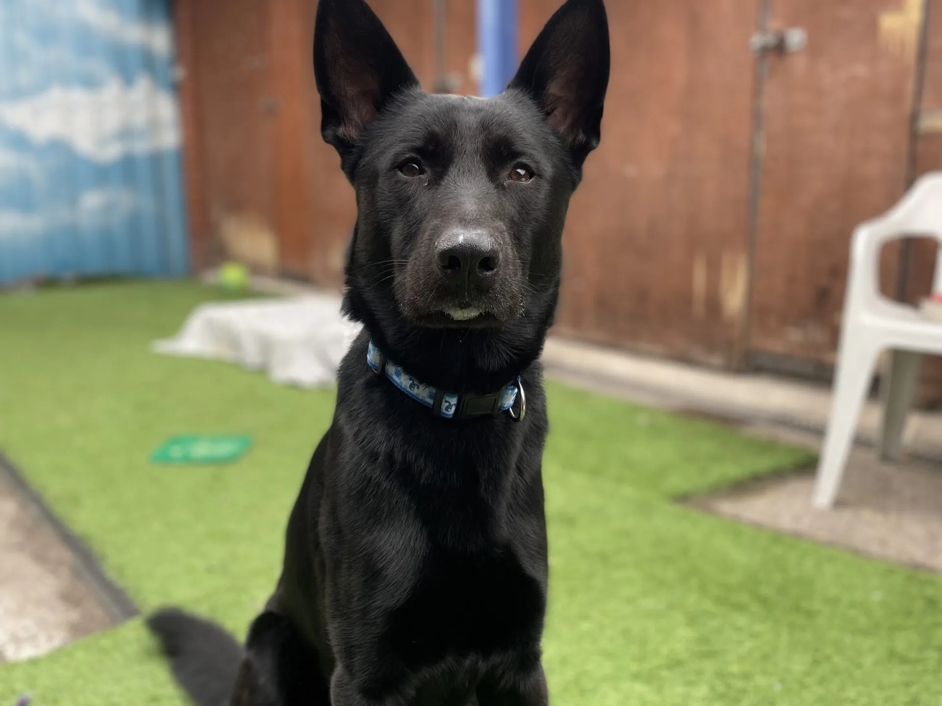 Ziggy, a 3 years old male German Shepherd available for adoption from Bristol A.R.C in Bristol