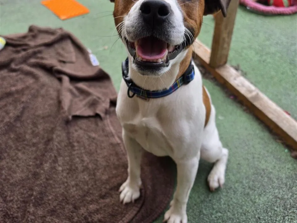 Robin, a 1 year old male Jack Russell Terrier available for adoption from Bristol A.R.C in Bristol